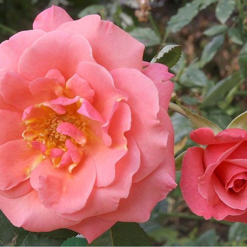 Shop - Rosa Sandringham Centenary™ - rosa - teehybriden-edelrosen - diskret duftend - Wisbech Plant Co. Ltd. - -